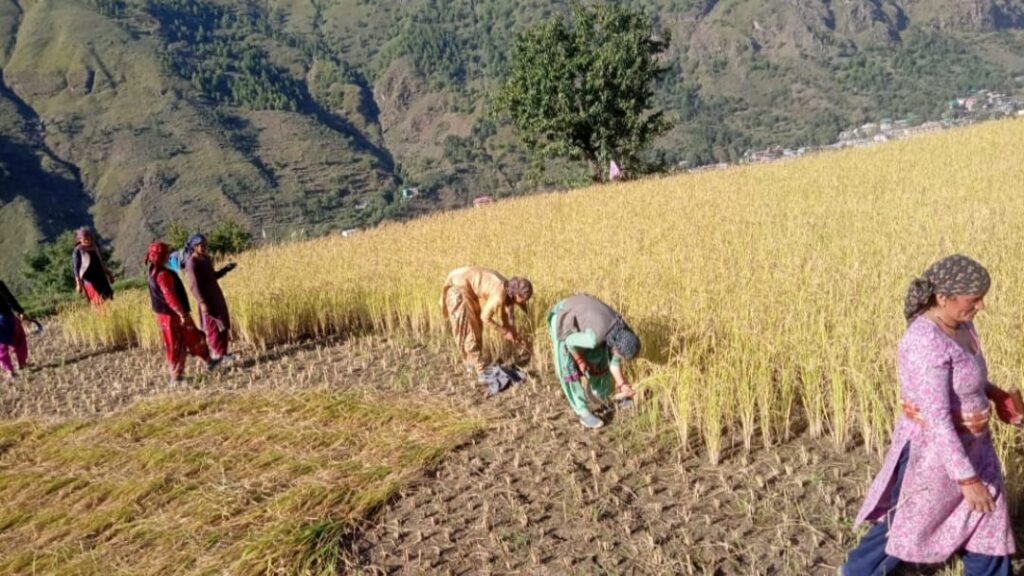 Farmers push to the wall in 9 yrs of Modi Govt: AIKC HIMACHAL HEADLINES