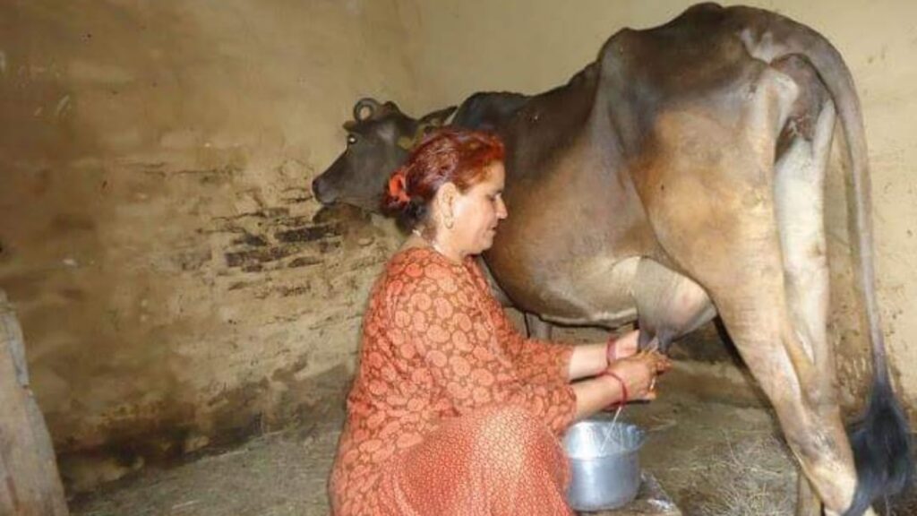 MSP on Milk Boosts Himachal’s Rural Economy to New Heights MSP on Milk Boosts Himachal’s Rural Economy to New Heights HIMACHAL HEADLINES