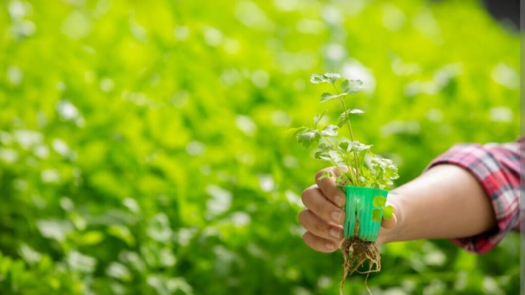 500 herbal Gardens to give a push to AYUSH medicinal system in Himachal HIMACHAL HEADLINES