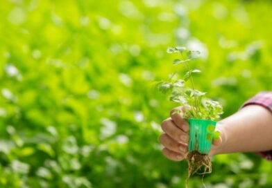 AYUSH Department to Connect Himachal Farmers Directly with Medicinal Herb Buyers