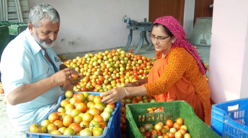 Farmers are happy due to the huge jump in the price of tomato HIMACHAL HEADLINES