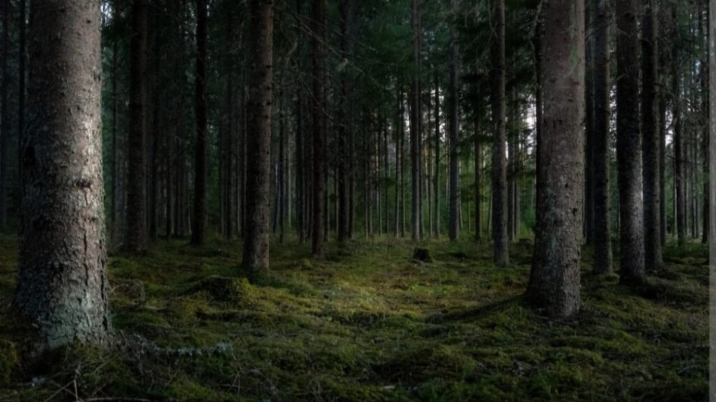 Work plan to plant 10,000 hectares of land under green initiatives in Himachal Work plan to plant 10,000 hectares of land under green initiatives in Himachal HIMACHAL HEADLINES
