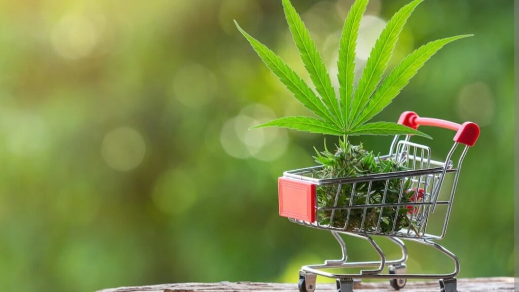 Legislator committee studying use of Cannabis for medicinal use to travel abroad, report to be lay in the Assembly Legislator committee studying use of Cannabis for medicinal use to travel abroad, report to be lay in the Assembly HIMACHAL HEADLINES