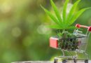 Himachal Slashes Cannabis Licence Fees to Boost Medicinal Hemp Industry