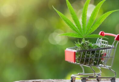 Himachal Slashes Cannabis Licence Fees to Boost Medicinal Hemp Industry