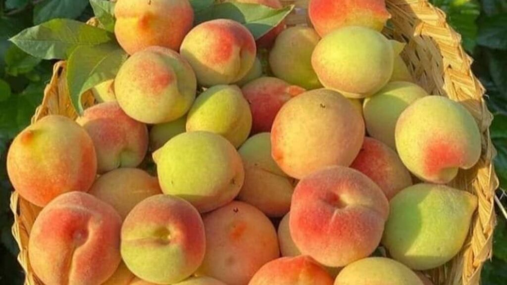 Peaches of Rajgarh's have started reaching the country's mandis - Fruit production reduced due to hailstorms and strong winds HIMACHAL HEADLINES