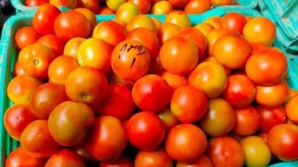 Tomato based food processing industry will be established in Banalgi : Ram Kumar Choudhary Tomato based food processing industry will be established in Banalgi : Ram Kumar Choudhary HIMACHAL HEADLINES