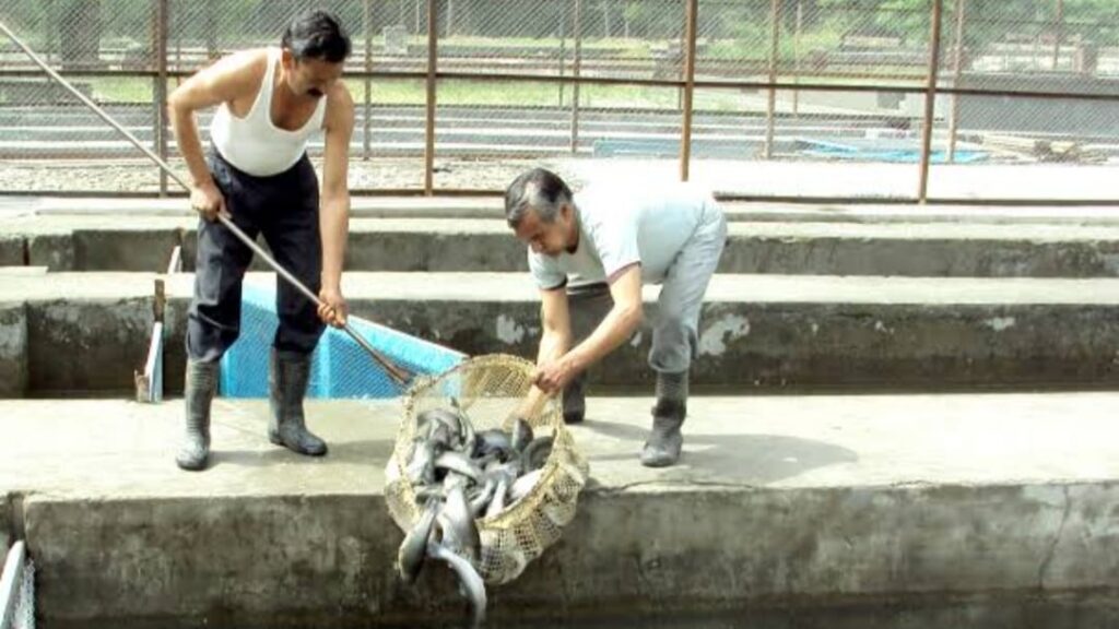 An ambitious plan to boost trout production in Himachal with 120 new units HIMACHAL HEADLINES