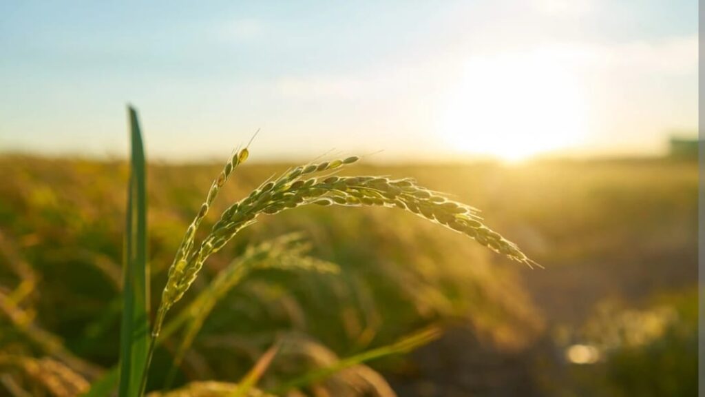 Farmers should get their wheat and barley crops insured by December 15 : Negi HIMACHAL HEADLINES
