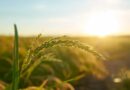 Online registration opens for paddy procurement for Kharif season 2026-27