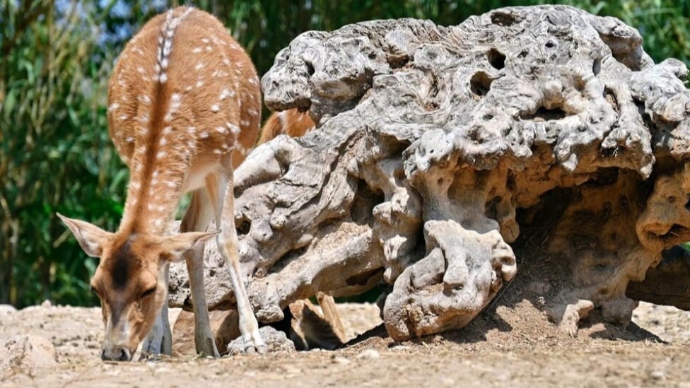 Central Zoo Authority gives the nod to establish a large Zoo in Himachal Central Zoo Authority gives the nod to establish a large Zoo in Himachal HIMACHAL HEADLINES