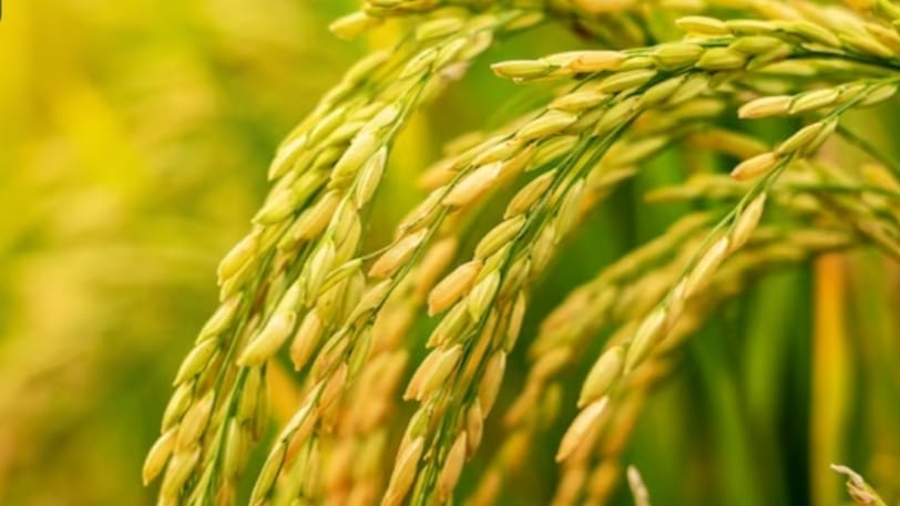 Farmers Lead the Way: Sirmaur Tops Himachal’s Paddy Procurement Drive Farmers Lead the Way: Sirmaur Tops Himachal’s Paddy Procurement Drive HIMACHAL HEADLINES
