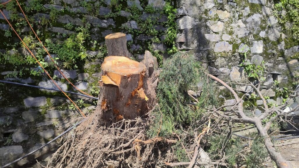Axeing of five green deodar trees, battle gone to court HIMACHAL HEADLINES