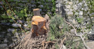 Local bodies exercising exigency provision  to do away with dangerous trees  HIMACHAL HEADLINES