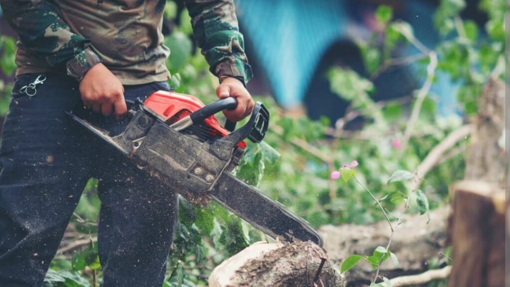 Himachal bans felling of Mango and five other tree species, to curb illegal deforestation Himachal bans felling of Mango and five other tree species, to curb illegal deforestation HIMACHAL HEADLINES