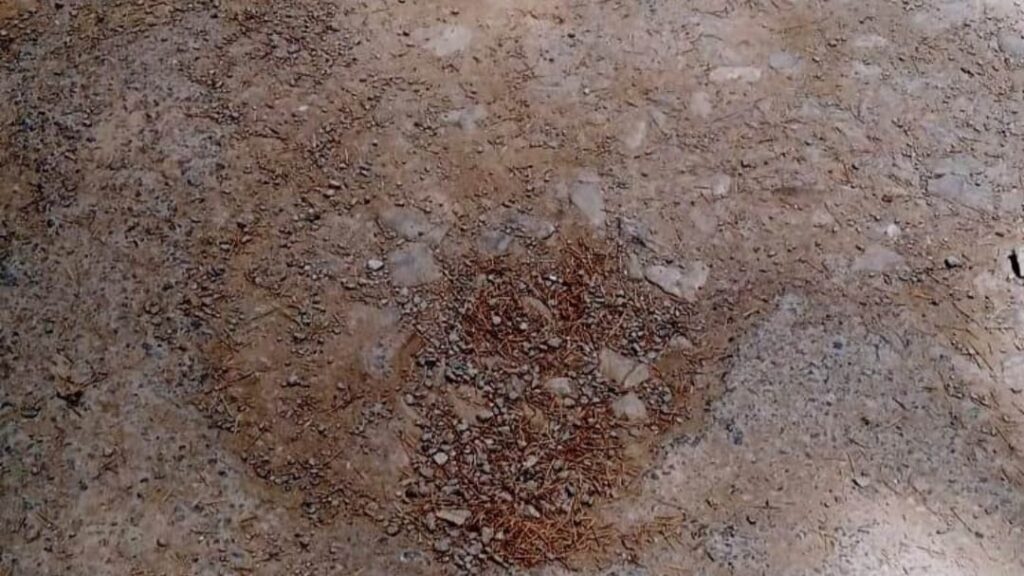 Fagu Dharech road turning into potholes - the department is not taking care - SR Sharma HIMACHAL HEADLINES