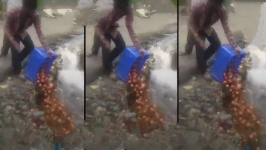 Apple grower dumps rotten apples in water stream - Pollution Control Board slaps Rs One Lakh fine HIMACHAL HEADLINES