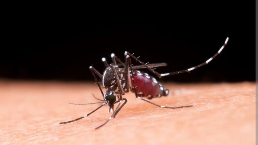 103 cases of Dengue surface in Sirmour district HIMACHAL HEADLINES