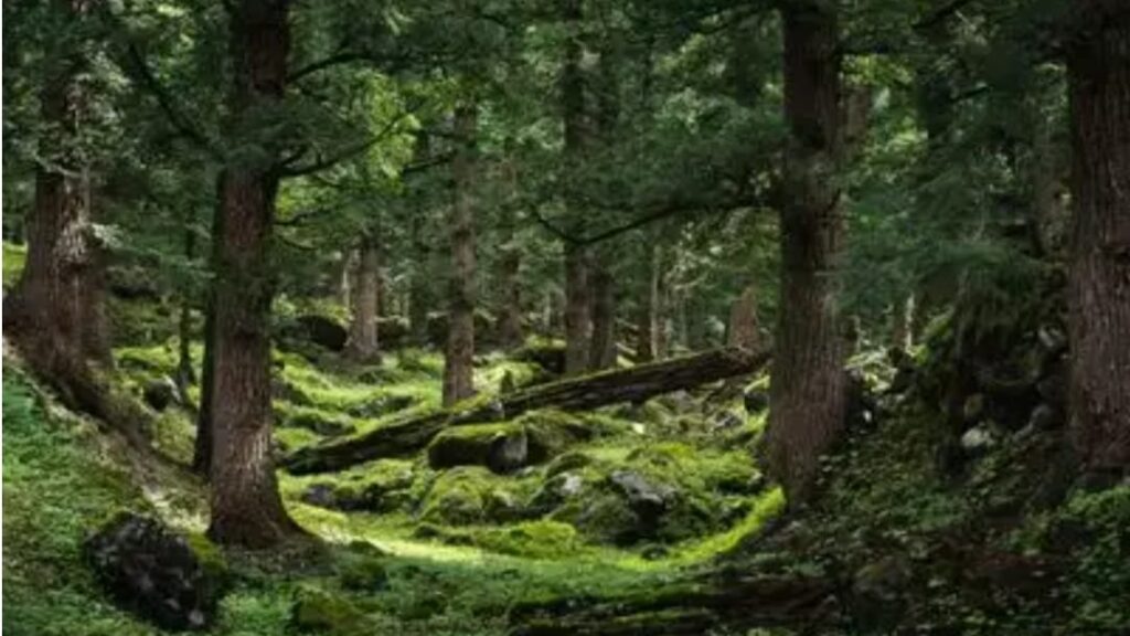 Hareta GP in Nadaun and Kamyana in Mashobra block to be developed for eco-tourism activities Hareta GP in Nadaun and Kamyana in Mashobra block to be developed for eco-tourism activities HIMACHAL HEADLINES