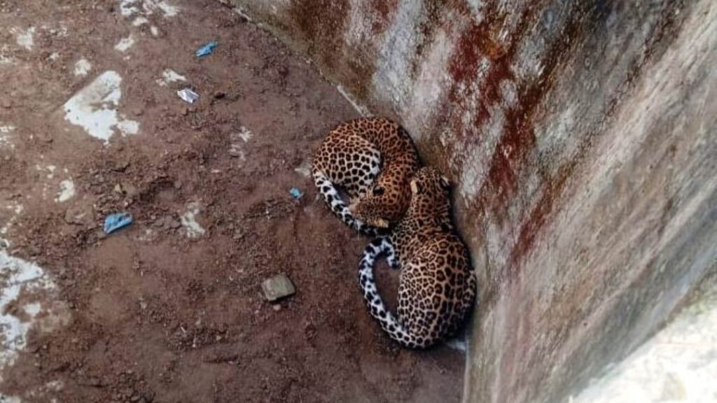Two leopards trapped in an empty tank in Kohan rescued safely HIMACHAL HEADLINES
