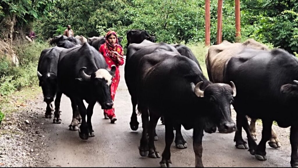 Nomadic Gujjar moving to plains as cold wave hits high altitude HIMACHAL HEADLINES