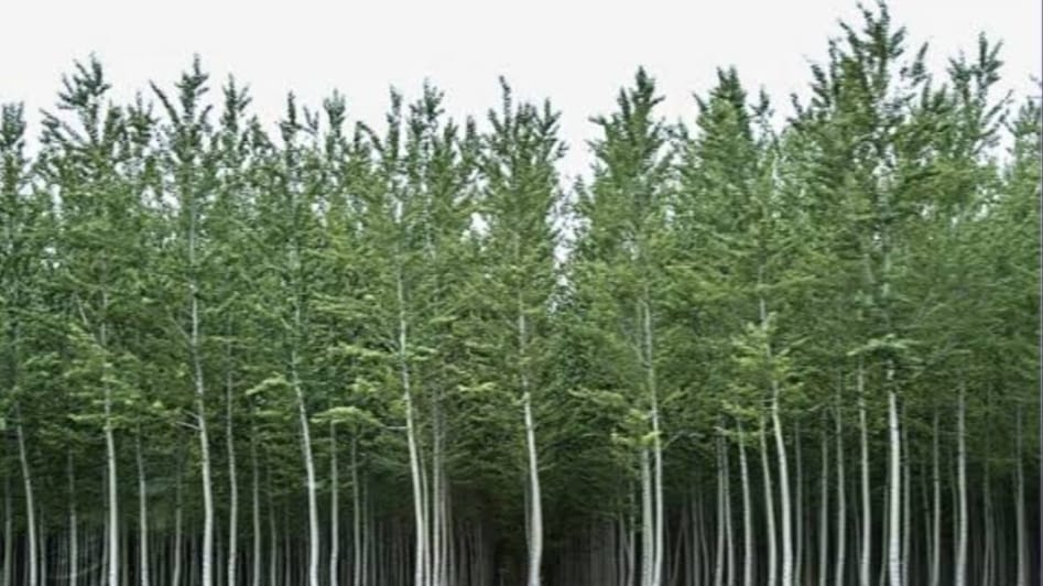 Himachal Govt lifts ban on export of Safeda, Poplar, Bamboo & Kuth Himachal Govt lifts ban on export of Safeda, Poplar, Bamboo & Kuth HIMACHAL HEADLINES