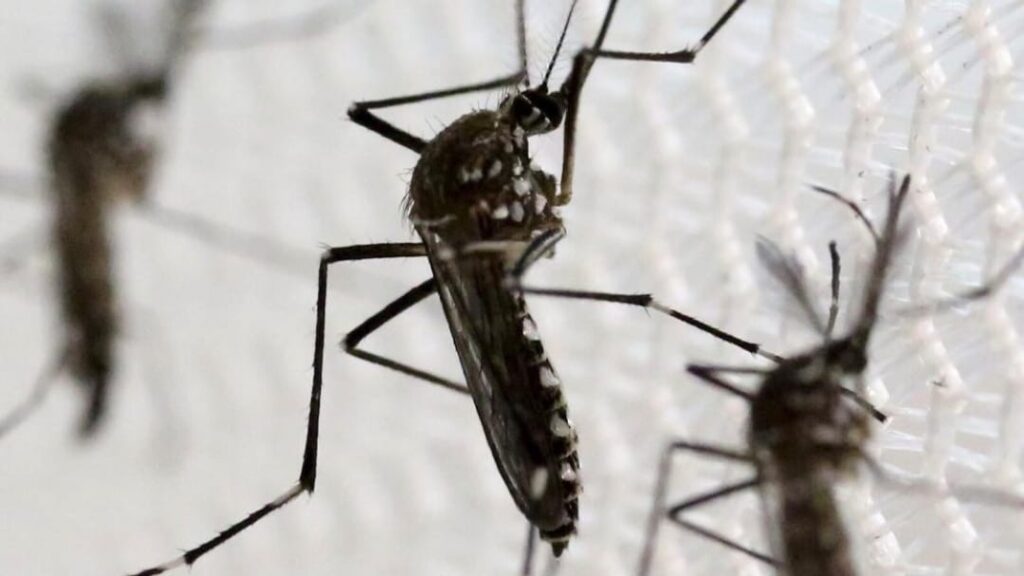 Researchers from IIT Mandi and DBT-inStem Unveil the Biochemistry Behind the Resilience of Dengue Mosquito Eggs Researchers from IIT Mandi and DBT-inStem Unveil the Biochemistry Behind the Resilience of Dengue Mosquito Eggs HIMACHAL HEADLINES