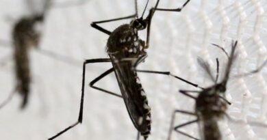 Researchers from IIT Mandi and DBT-inStem Unveil the Biochemistry Behind the Resilience of Dengue Mosquito Eggs HIMACHAL HEADLINES