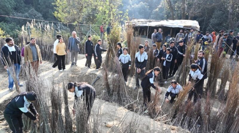 Annual temperate fruit plants sale begins at Nauni and research stations, Over 22,324 plants sold to 782 farmers HIMACHAL HEADLINES