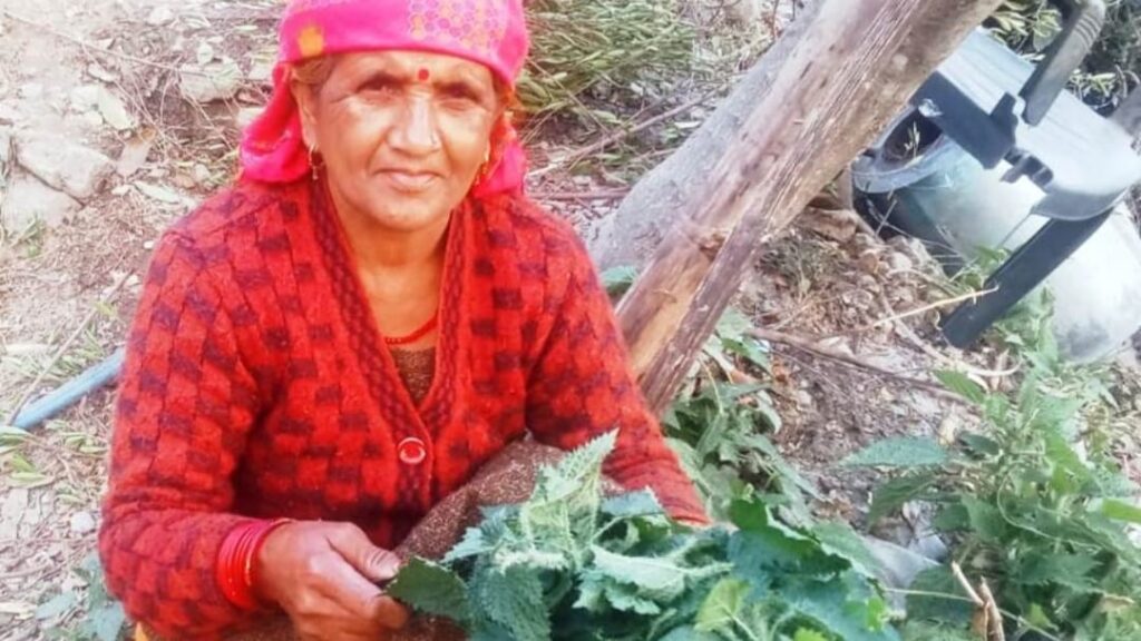 Bicchubooti greens eaten with great fondness during winter have several health benefits HIMACHAL HEADLINES