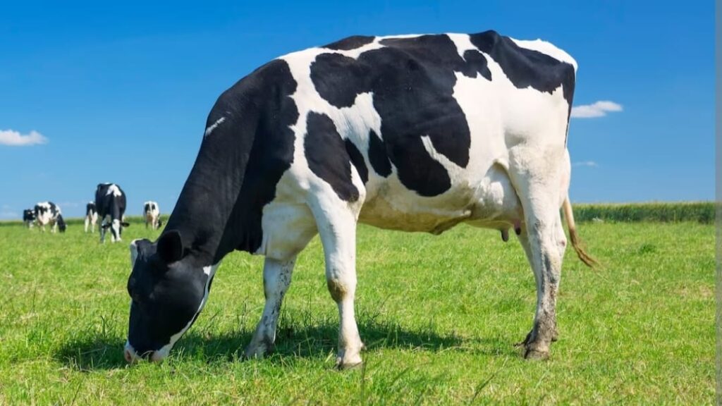Himachal Innovative initiatives to strengthen the milk-based economy Himachal Innovative initiatives to strengthen the milk-based economy HIMACHAL HEADLINES