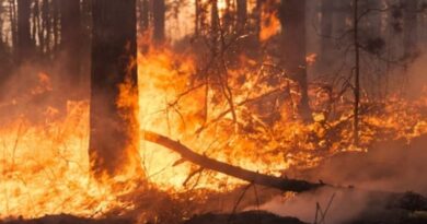 Forest fire in Kullu, one die HIMACHAL HEADLINES