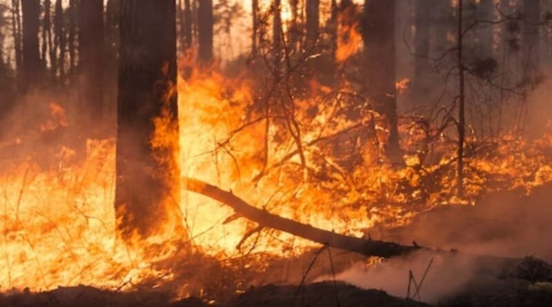 Forest fire in Kullu, one die HIMACHAL HEADLINES