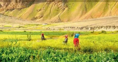 Natural Farming Revolutionizes Agriculture in Himachal Pradesh's Spiti Valley HIMACHAL HEADLINES