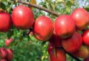 Change in climate and its toll on Apple crop