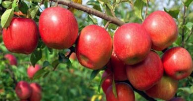 Change in climate and its toll on Apple crop