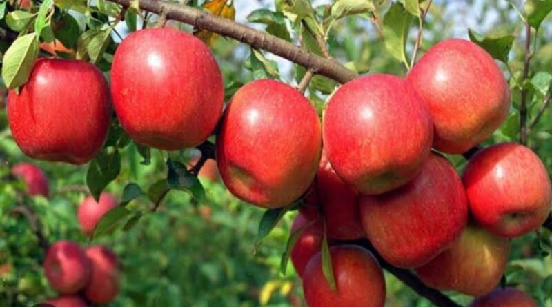 Change in climate and its toll on Apple crop HIMACHAL HEADLINES