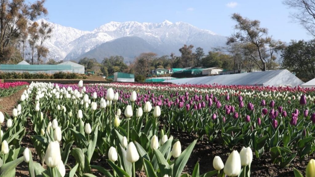 Mesmerizing Tulip garden at CSIR-IHBT has been opened for public in Palampur Mesmerizing Tulip garden at CSIR-IHBT has been opened for public in Palampur HIMACHAL HEADLINES