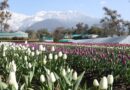 Tulip Garden in Palampur Set to Dazzle Visitors from February 10