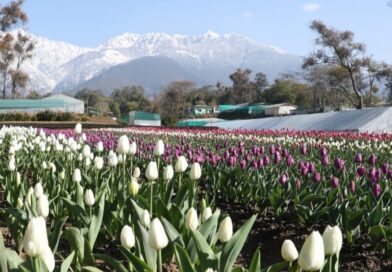 Tulip Garden in Palampur Set to Dazzle Visitors from February 10