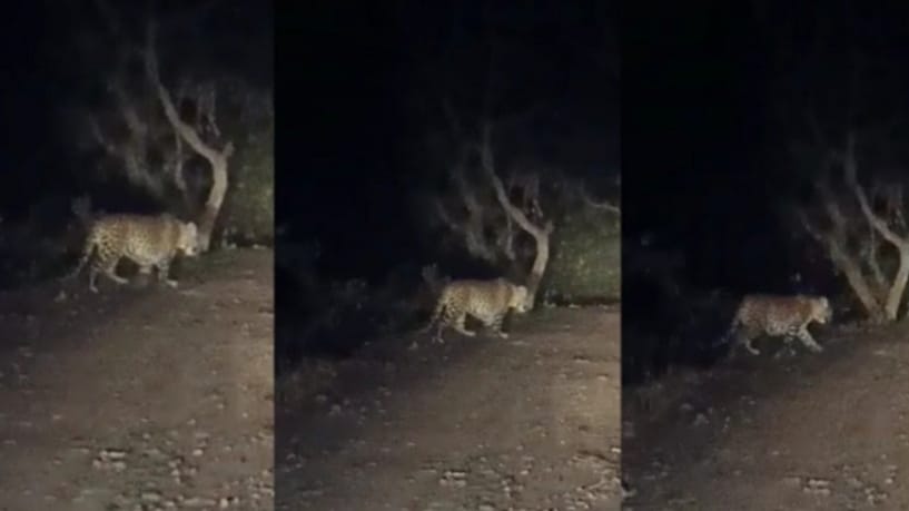Leopard roaming in Sen-ki-Sair panchayat, people finding it difficult going out Leopard roaming in Sen-ki-Sair panchayat, people finding it difficult going out HIMACHAL HEADLINES