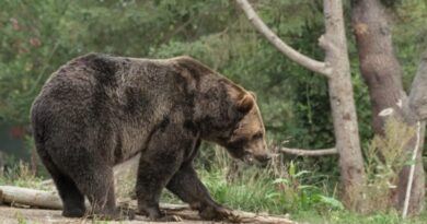 Brown bears & Ibex rendering losses to farmers in Lahaul Spiti: Sukhu HIMACHAL HEADLINES
