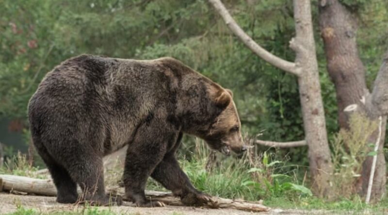 Brown bears & Ibex rendering losses to farmers in Lahaul Spiti: Sukhu HIMACHAL HEADLINES