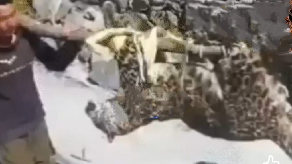 Three Leopards found dead in Shimla HIMACHAL HEADLINES