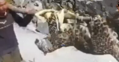 Three Leopards found dead in Shimla HIMACHAL HEADLINES