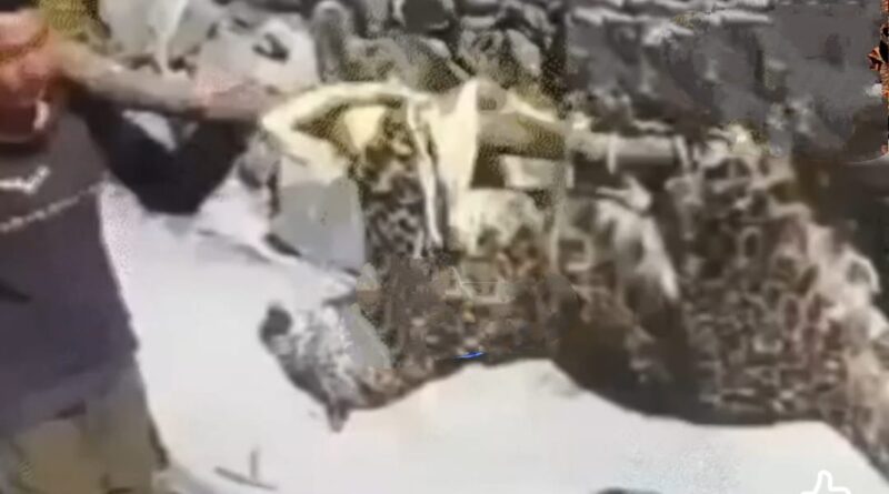 Three Leopards found dead in Shimla HIMACHAL HEADLINES