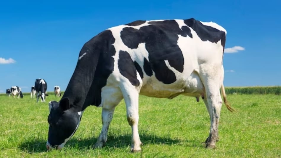Increased MSP on milk: Himachal Government promoting economic activities in rural areas HIMACHAL HEADLINES