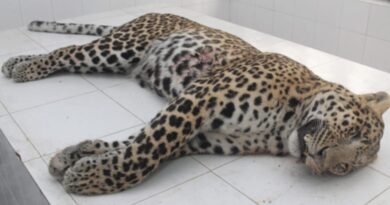 Poisoning of Leopards: State authority lodges case under wildlife protection act HIMACHAL HEADLINES