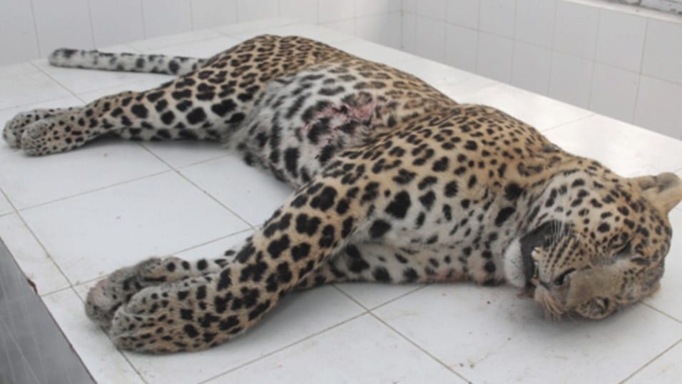 Poisoning of Leopards: State authority lodges case under wildlife protection act HIMACHAL HEADLINES