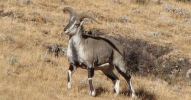 Census of blue sheep (Bharal) and Ibex (Tangor) started from Lari HIMACHAL HEADLINES
